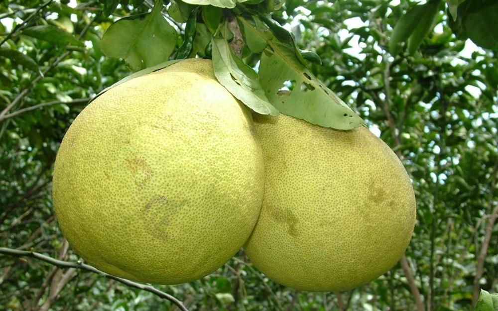 Đại gia Hà Thành chơi trội, bao trọn vườn bưởi cổ 2.000 quả ăn Tết-3