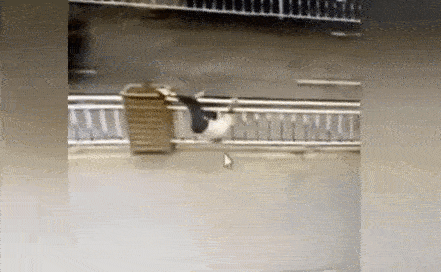 Đi lối tắt để băng qua đường, cô gái trẻ gặp sự cố hi hữu: Kẹt đầu vào giữa các thanh sắt không rút ra được-3