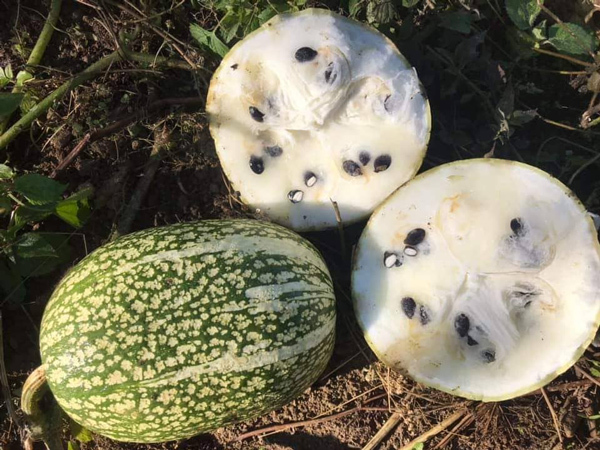 Loại hạt màu đen sì hút khách dịp cuối năm, có người bán được cả tấn-1