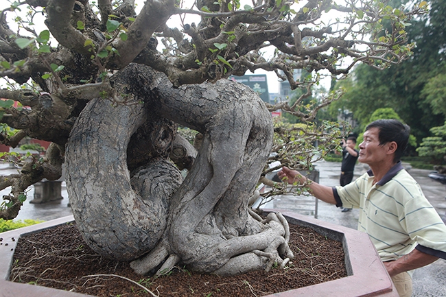 Cây dâm bụt mọc bờ rào, vào tay nghệ nhân thành siêu phẩm giá hơn 300 triệu-2