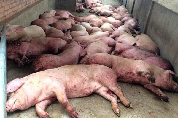 Tiêu hủy 6 triệu con lợn, thiệt hại chưa bao giờ có nhưng tạm hài lòng-1