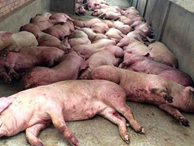 Tiêu hủy 6 triệu con lợn, thiệt hại chưa bao giờ có nhưng 'tạm hài lòng'