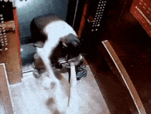 Chồng Singapore toan ném vợ người Việt khỏi cửa sổ tầng 9 vì gửi tiền về quê, con gái 5 tuổi nhanh trí làm một việc cứu mạng mẹ-2