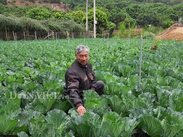 Vùng đất dân làm giàu nhờ trồng những cây bắp cải to tướng-1