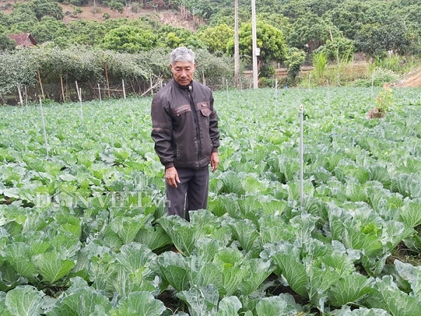 Vùng đất dân làm giàu nhờ trồng những cây bắp cải to tướng-3