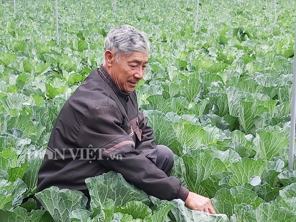 Vùng đất dân làm giàu nhờ trồng những cây bắp cải to tướng-4