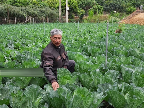 Bắp cải giá 1.000đồng/bắp, nông dân định băm nhỏ ủ làm phân-4