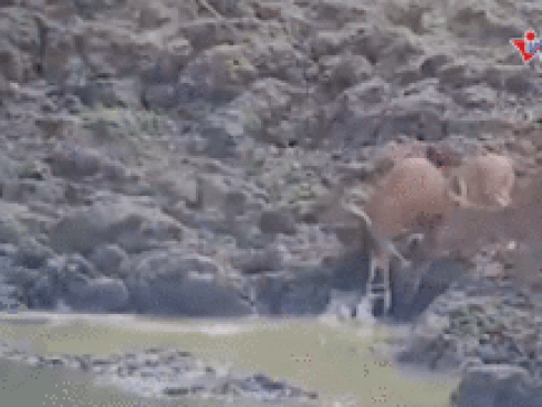 Trăn từ dưới nước phi lên ngoạm đầu hươu lôi xuống hồ