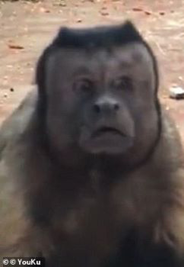 Chú khỉ có gương mặt giống hệt người đàn ông đau khổ gây sốt tại Trung Quốc-3