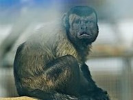 Chú khỉ có gương mặt giống hệt người đàn ông đau khổ gây sốt tại Trung Quốc