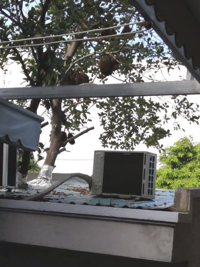 Xôn xao hình ảnh cây mít sai trĩu quả mọc giữa văn phòng-3