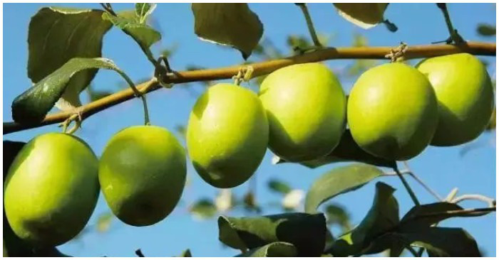 Loại quả giòn tan, nhiều vitamin gấp 10 lần cam, quýt này đang vào mùa: Hãy tranh thủ mua về ăn và tận dụng chữa vô số bệnh-4