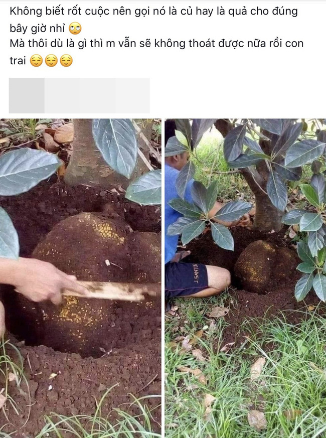 Đào cả tấc dưới mặt đất mới hái được quả mít to bằng cái ôm tay, dân mạng thắc mắc không biết nên gọi quả mít hay củ mít?”-1