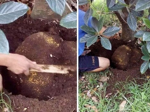 Đào cả tấc dưới mặt đất mới hái được quả mít to bằng cái ôm tay, dân mạng thắc mắc “không biết nên gọi quả mít hay củ mít?”