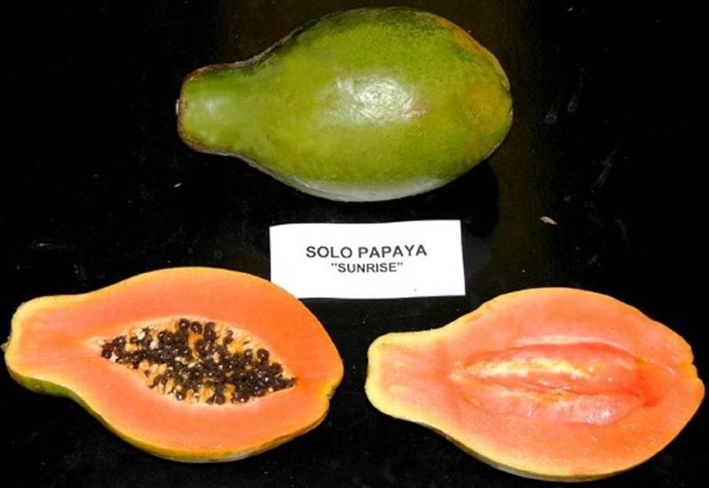 Đu đủ đi máy bay về Việt Nam giá 1,2 triệu/kg có ngon xuất sắc?-6