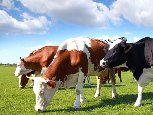 To gan chê cô giáo béo ngay trong bài kiểm tra, học sinh nhận được dấu chấm hỏi to đùng cùng lời phê vừa gắt vừa hài-3