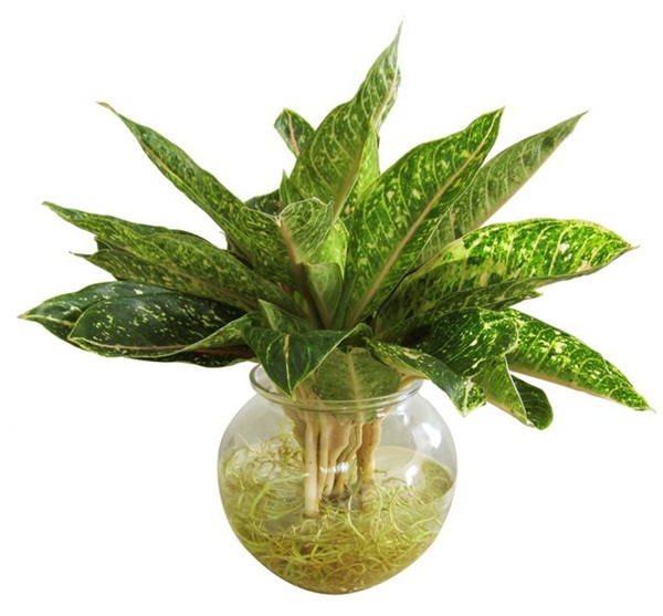 Tuổi Mùi hợp cây gì trồng trong nhà sẽ hút nhiều tài lộc, may mắn cho gia chủ?-5