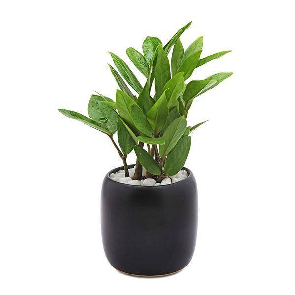 Tuổi Mùi hợp cây gì trồng trong nhà sẽ hút nhiều tài lộc, may mắn cho gia chủ?-7