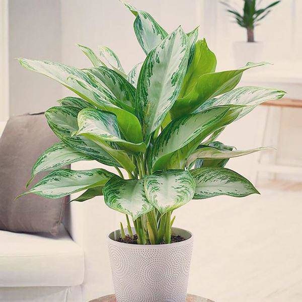 Tuổi Mùi hợp cây gì trồng trong nhà sẽ hút nhiều tài lộc, may mắn cho gia chủ?-8