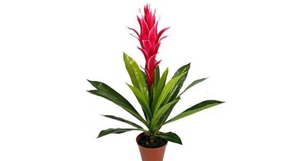 Tuổi Mùi hợp cây gì trồng trong nhà sẽ hút nhiều tài lộc, may mắn cho gia chủ?-9