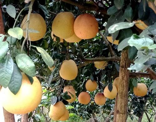 Cận cảnh vườn bưởi tiến vua” tiền tỷ của ông nông dân xứ Thanh-1