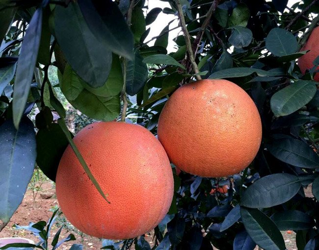 Cận cảnh vườn bưởi tiến vua” tiền tỷ của ông nông dân xứ Thanh-10