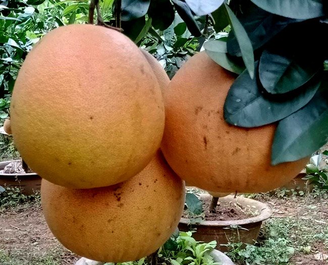 Cận cảnh vườn bưởi tiến vua” tiền tỷ của ông nông dân xứ Thanh-12