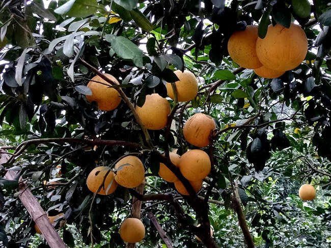 Cận cảnh vườn bưởi tiến vua” tiền tỷ của ông nông dân xứ Thanh-13