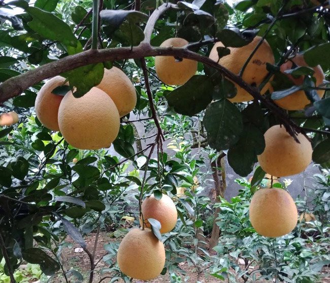 Cận cảnh vườn bưởi tiến vua” tiền tỷ của ông nông dân xứ Thanh-14