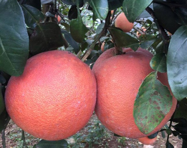 Cận cảnh vườn bưởi tiến vua” tiền tỷ của ông nông dân xứ Thanh-15