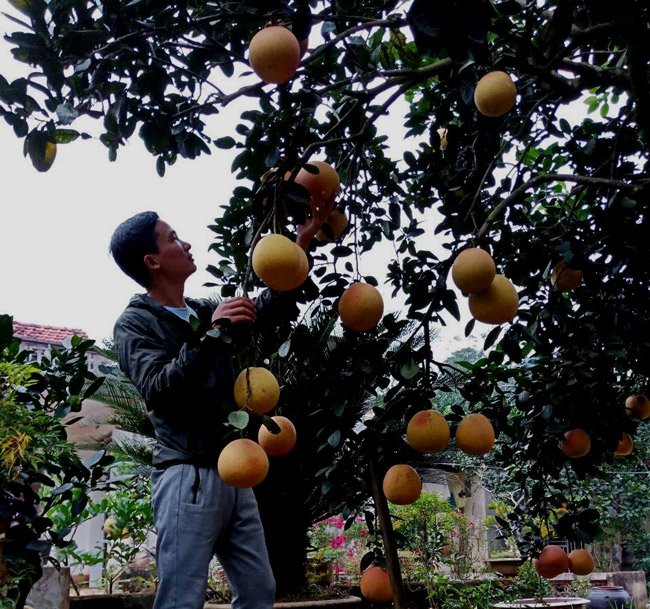Cận cảnh vườn bưởi tiến vua” tiền tỷ của ông nông dân xứ Thanh-17