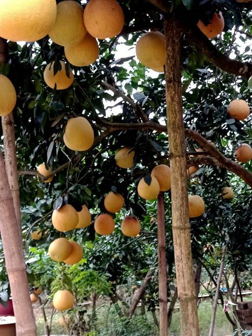 Cận cảnh vườn bưởi tiến vua” tiền tỷ của ông nông dân xứ Thanh-3