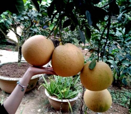 Cận cảnh vườn bưởi tiến vua” tiền tỷ của ông nông dân xứ Thanh-4