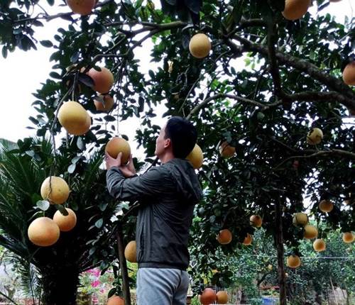 Cận cảnh vườn bưởi tiến vua” tiền tỷ của ông nông dân xứ Thanh-6