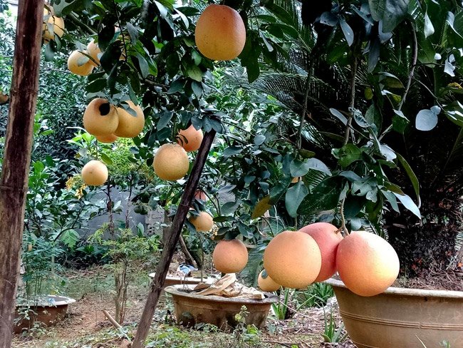 Cận cảnh vườn bưởi tiến vua” tiền tỷ của ông nông dân xứ Thanh-7