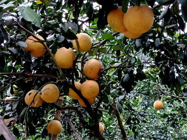 Cận cảnh vườn bưởi tiến vua” tiền tỷ của ông nông dân xứ Thanh-9