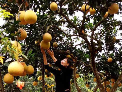 Quả bưởi kỳ lạ hình thoi vàng nổi chữ thư pháp gây sốt khắp miền-5