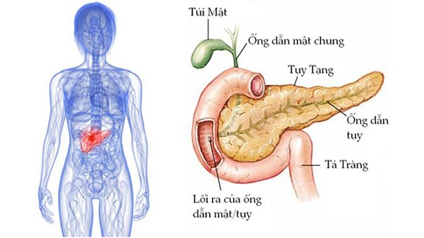Bộ phận này càng to, báo hiệu lá gan, tuyến tụy đang dần suy kiệt-2