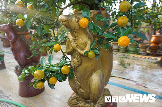 Độc đáo chuột vàng cõng quất vừa xuất hiện đã có khách đặt mua-1