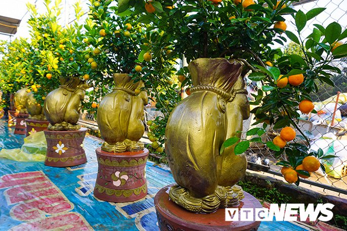 Độc đáo chuột vàng cõng quất vừa xuất hiện đã có khách đặt mua-2