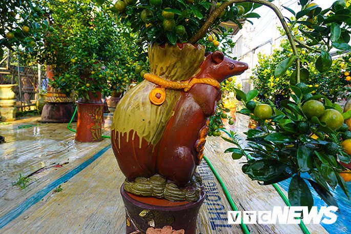 Độc đáo chuột vàng cõng quất vừa xuất hiện đã có khách đặt mua-4