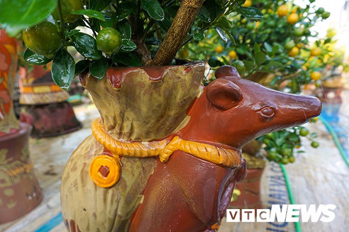 Độc đáo chuột vàng cõng quất vừa xuất hiện đã có khách đặt mua-5