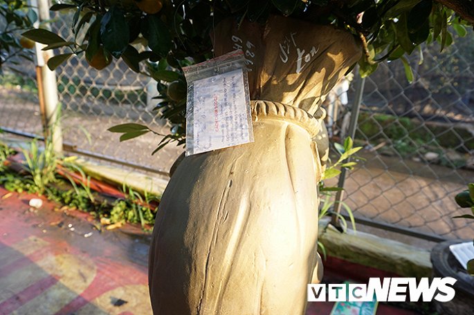 Độc đáo chuột vàng cõng quất vừa xuất hiện đã có khách đặt mua-7