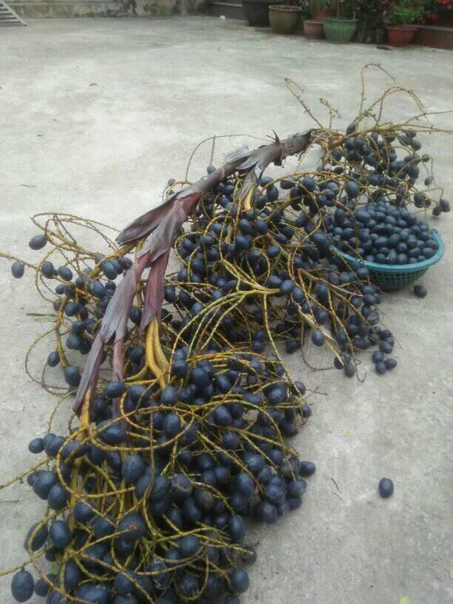 Cọ ỏm đắng chát, chị em văn phòng mua về ăn thử mà nghiện luôn-4