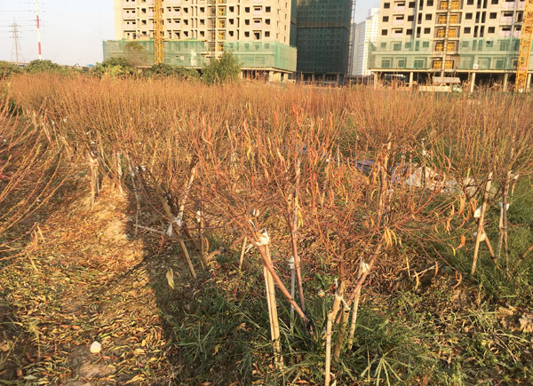 Cả vạn gốc đào chết khô, Hà Thành khóc ròng mùa Tết trắng tay-1