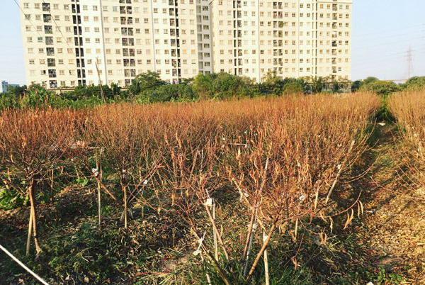 Cả vạn gốc đào chết khô, Hà Thành khóc ròng mùa Tết trắng tay-2