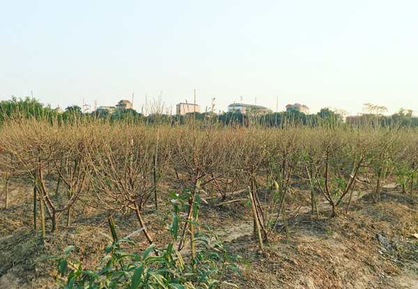 Cả vạn gốc đào chết khô, Hà Thành khóc ròng mùa Tết trắng tay-3