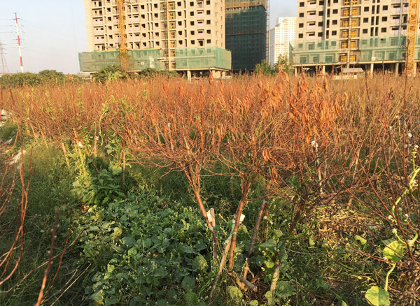 Cả vạn gốc đào chết khô, Hà Thành khóc ròng mùa Tết trắng tay-6