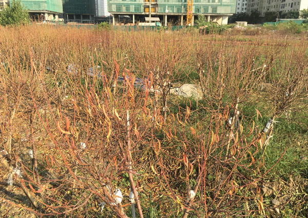 Cả vạn gốc đào chết khô, Hà Thành khóc ròng mùa Tết trắng tay-7