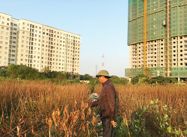 Cả vạn gốc đào chết khô, Hà Thành khóc ròng mùa Tết trắng tay-8